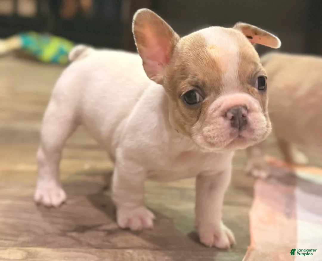 French Bulldog dogs for sale: Bento - Ad 1