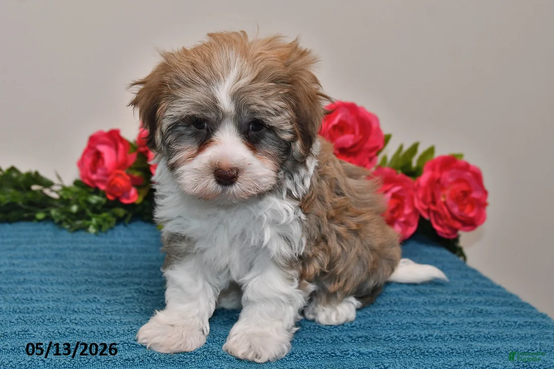 Havanese dogs for sale: Cash - Ad 1