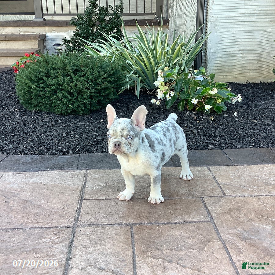 French Bulldog dogs Balto - Ad 2