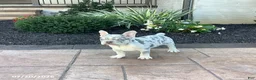 French Bulldog dogs for sale: Balto - Ad 2