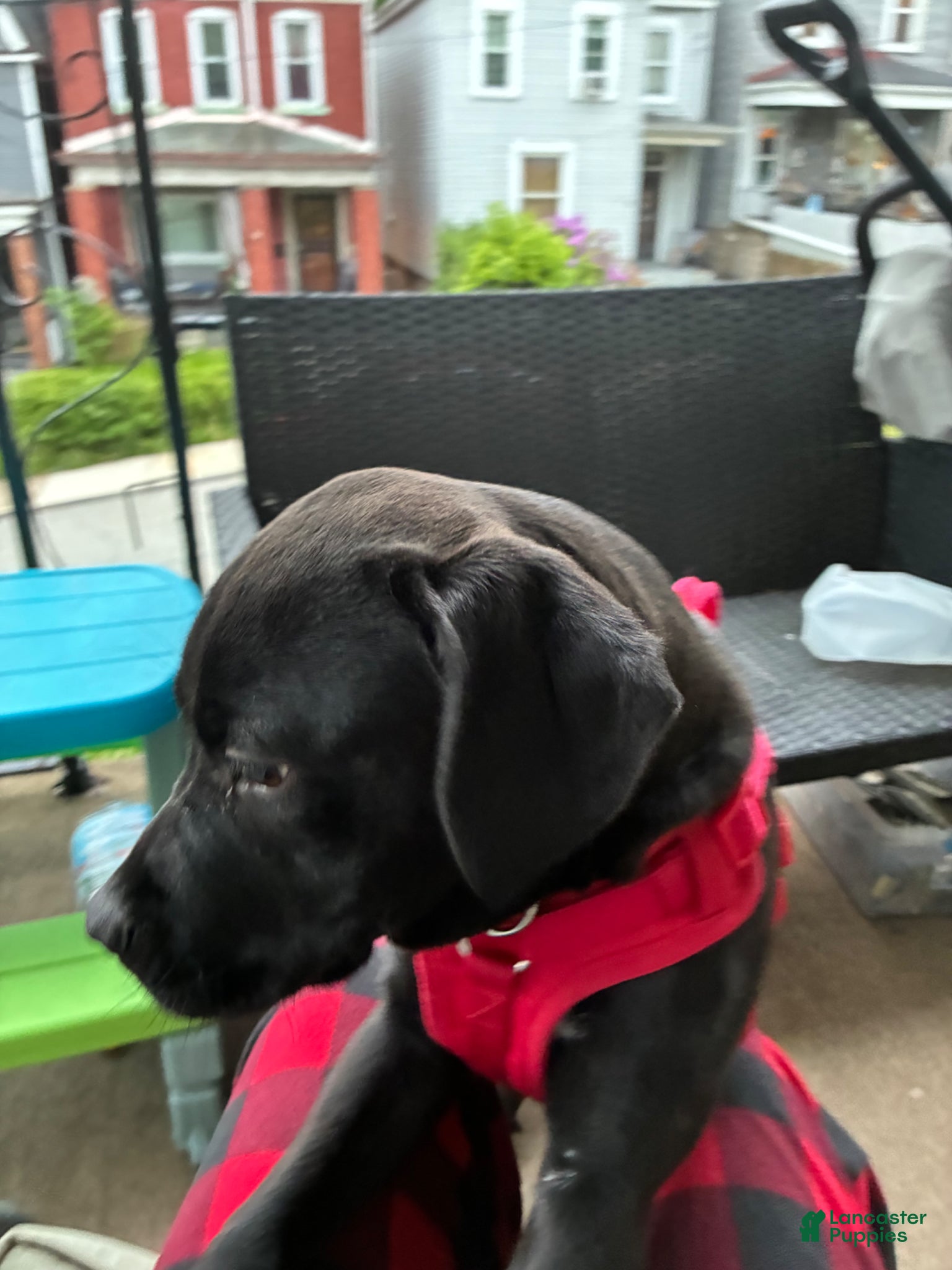 Mixed Breed dogs for sale: Kanesley - Ad 18