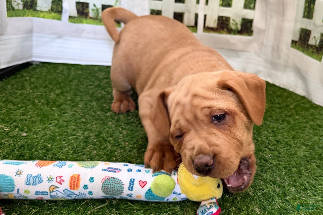 Mixed Breed dogs for sale: Mixed Breed Puppy 3 - Ad 2