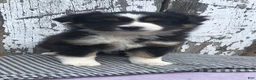 Miniature Australian Shepherd dogs for sale: Oakley - Ad 1