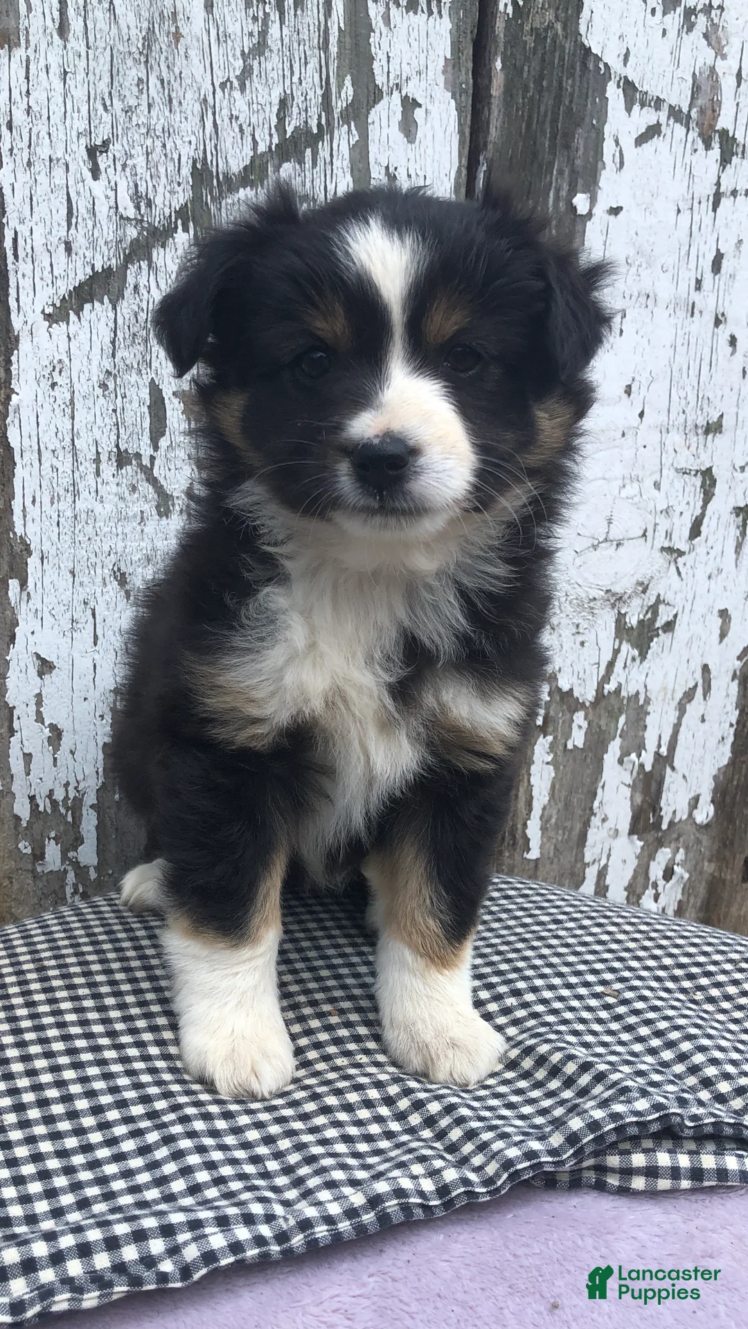 Miniature Australian Shepherd dogs for sale: Oakley - Ad 1