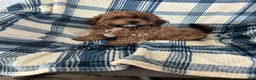 Shihpoo dogs for sale: Shihpoo MICKEY-BOY - Ad 3