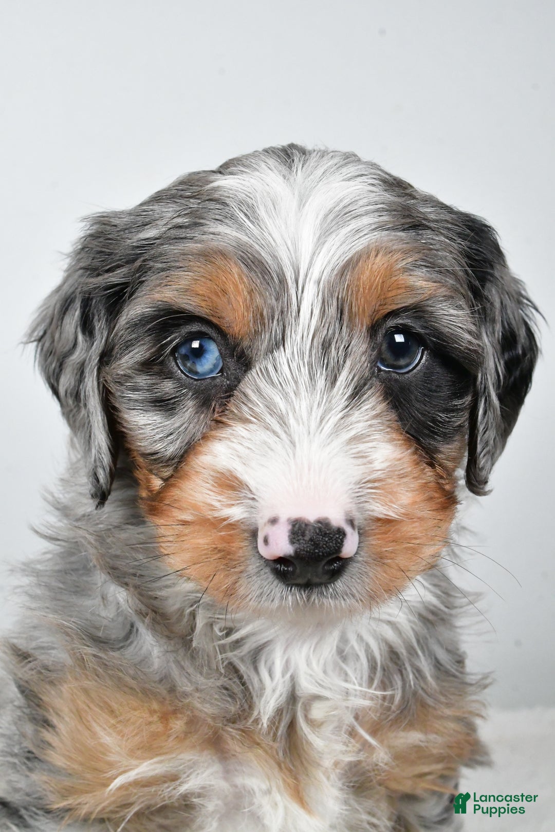 Mixed Breed dogs for sale: Grant - Ad 9