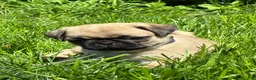 Pug dogs for sale: Bella - Ad 14