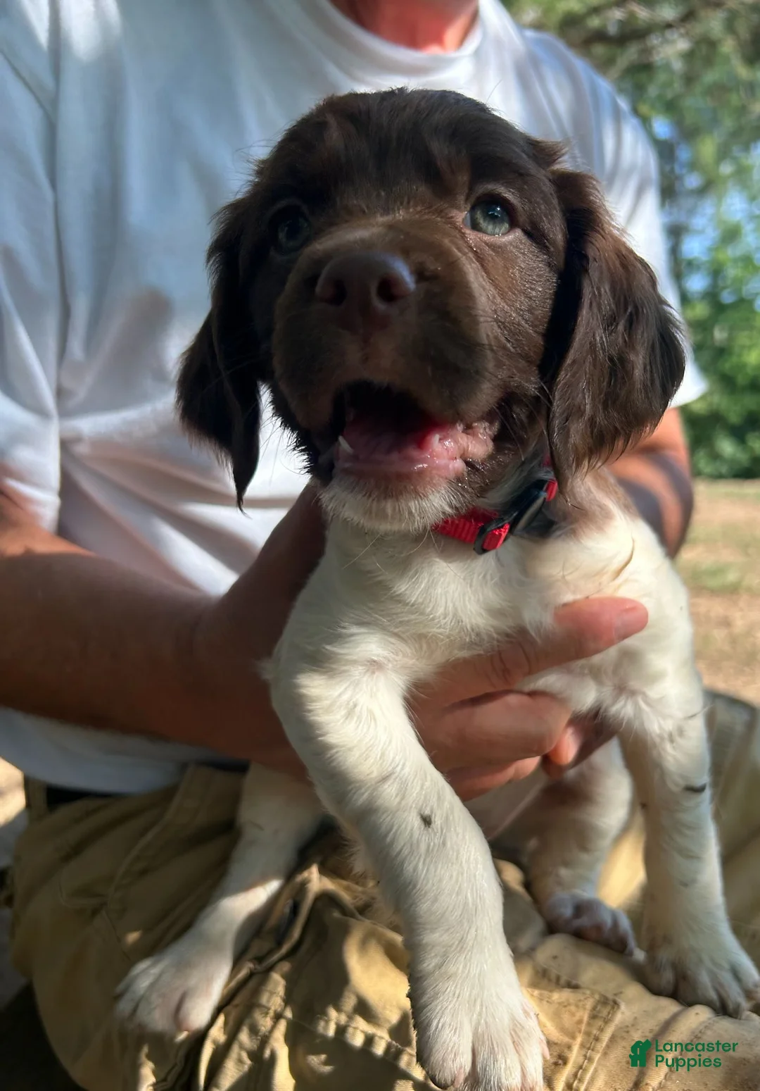 Brittany Spaniel dogs for sale: Brittany Spaniel 4 - Ad 1