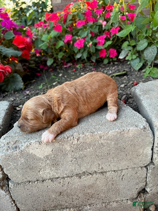 Cavapoo dogs Girl 2 - Ad 2