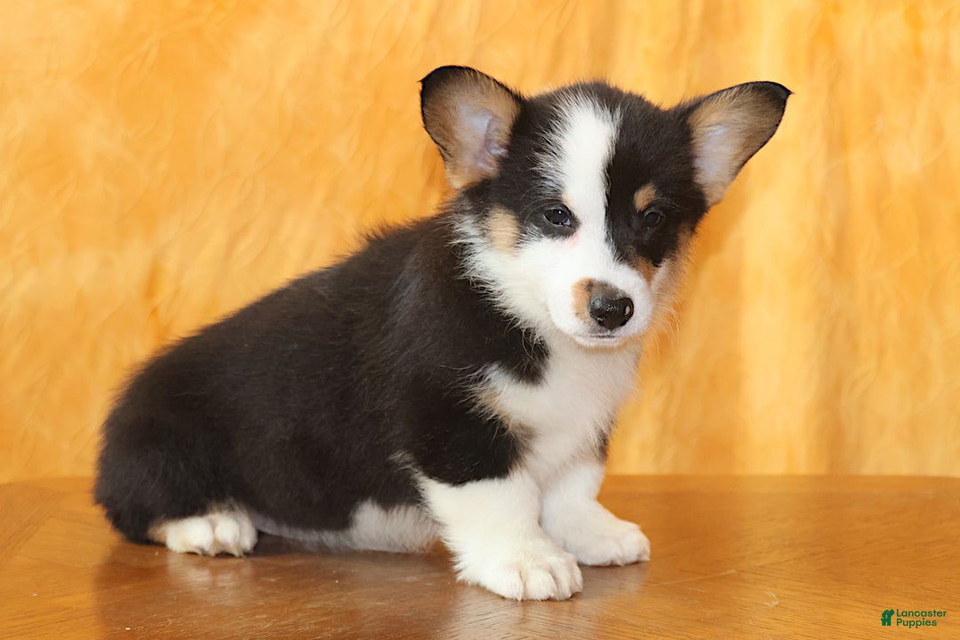 Welsh Corgi Pembroke dogs for sale: OFA Parents Farley - Ad 1