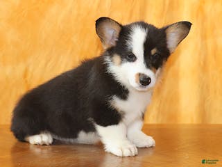 Welsh Corgi Pembroke dogs OFA Parents Farley - Ad 18