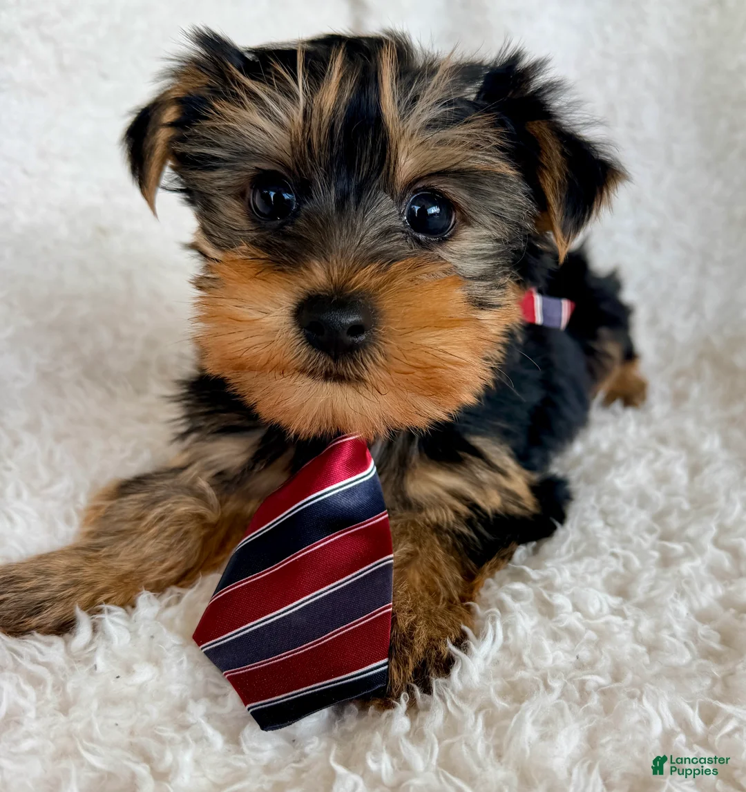Yorkshire Terrier dogs for sale: Louie - Ad 1