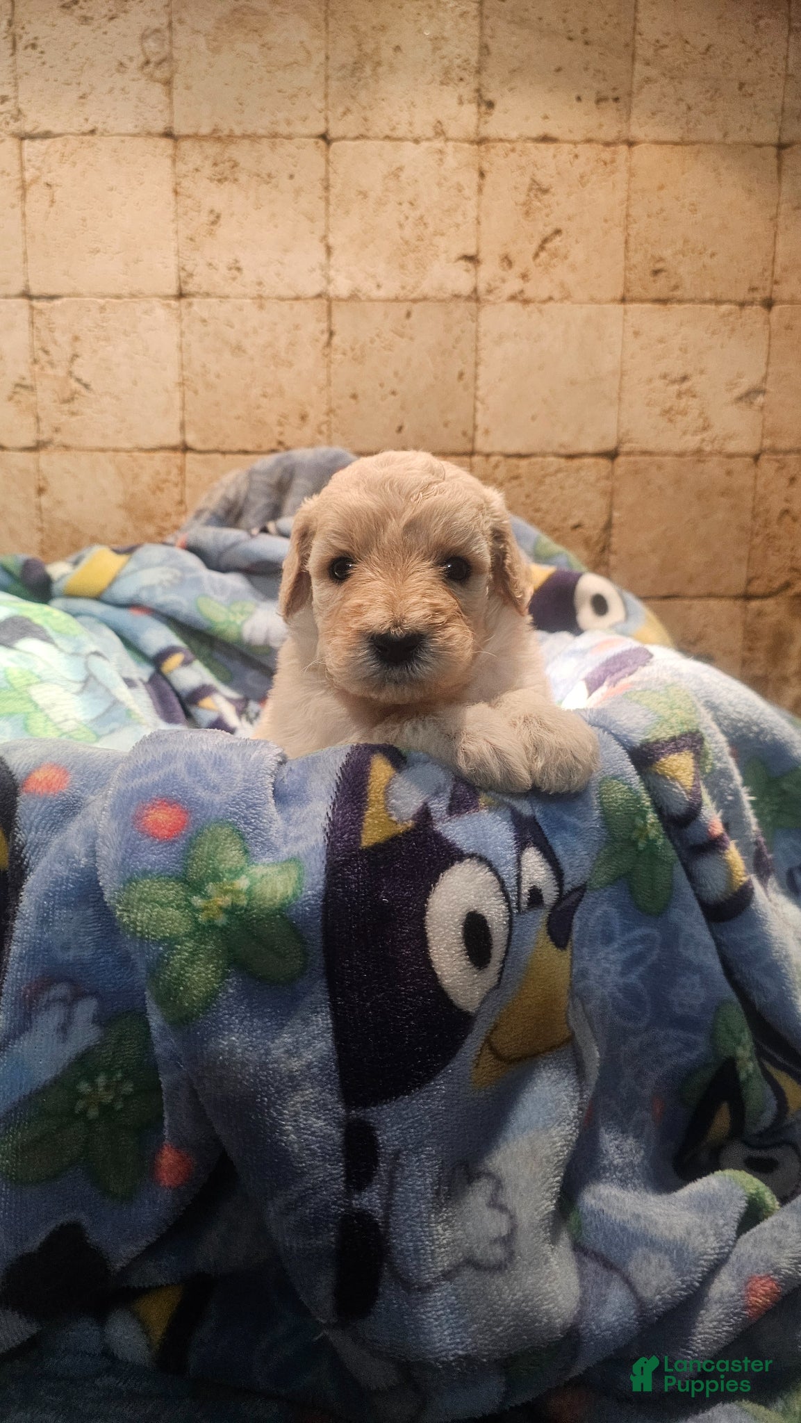 Goldendoodle dogs Stella Goldendoodle Puppy 7 - Ad 12