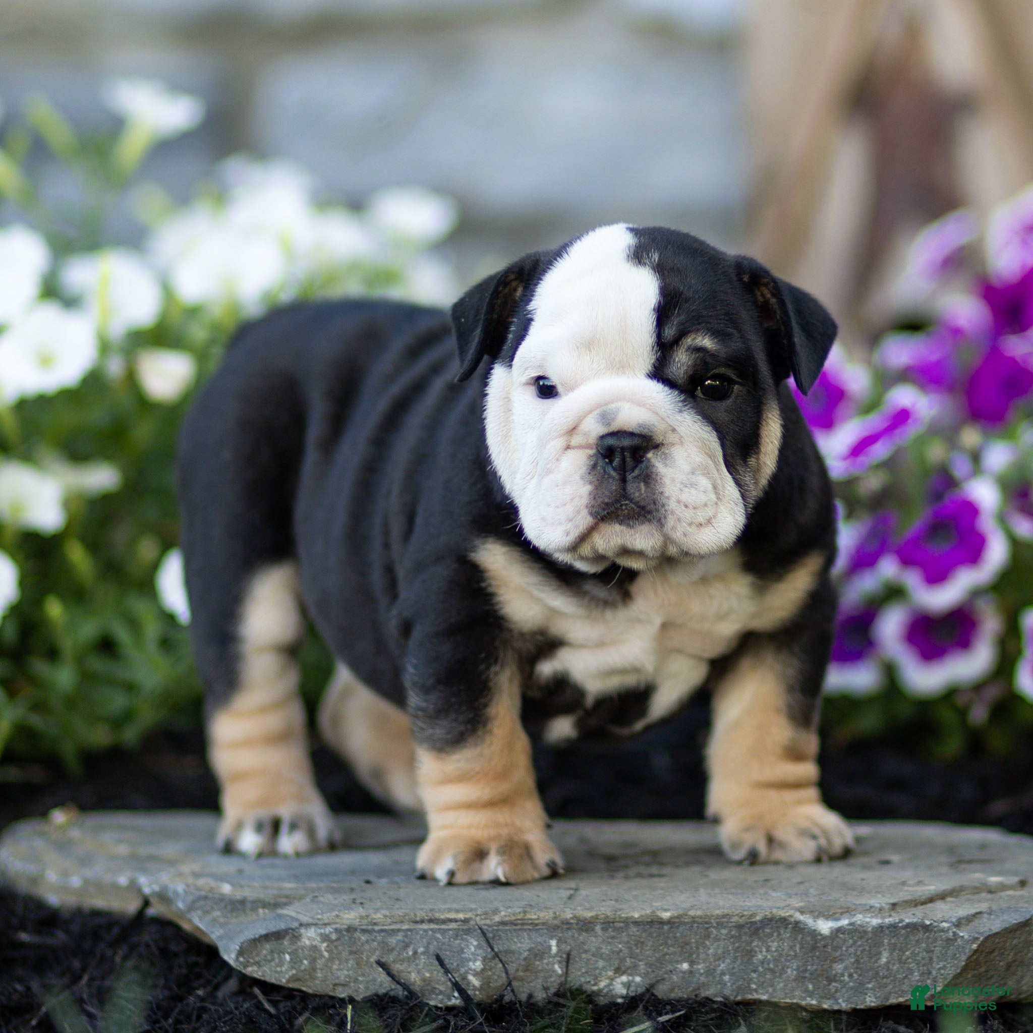 English Bulldog dogs Bruno English Bulldog  - Ad 2