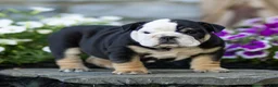 English Bulldog dogs for sale: Bruno English Bulldog  - Ad 2
