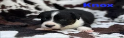 Welsh Corgi Cardigan dogs for sale: Knox - Ad 7