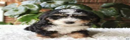 Mini Bernedoodle dogs for sale: Molly - Ad 2