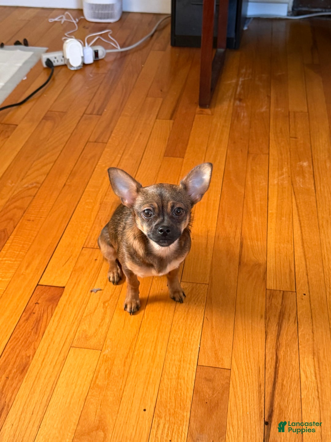 Mixed Breed dogs for sale: Mixed Breed Puppy 1 - Ad 6