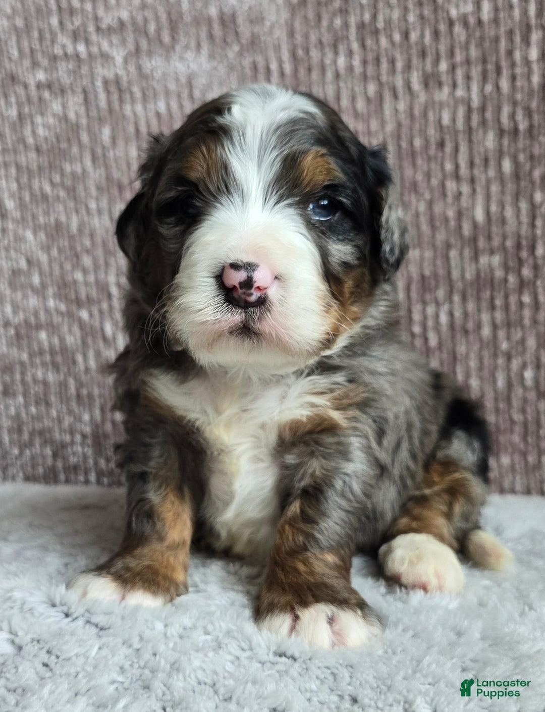 Mini Bernedoodle dogs for sale: Mini Chief - Ad 6