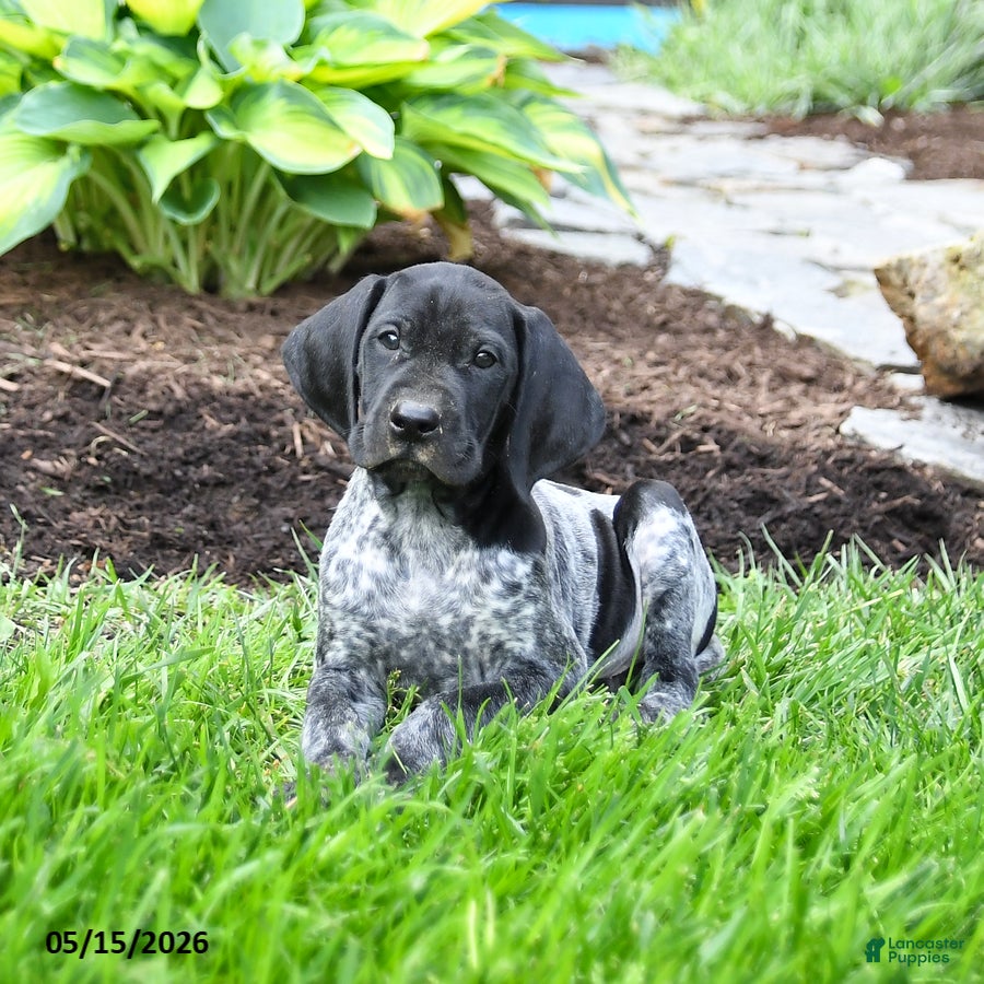 German Shorthaired Pointer dogs Prince   - Ad 2