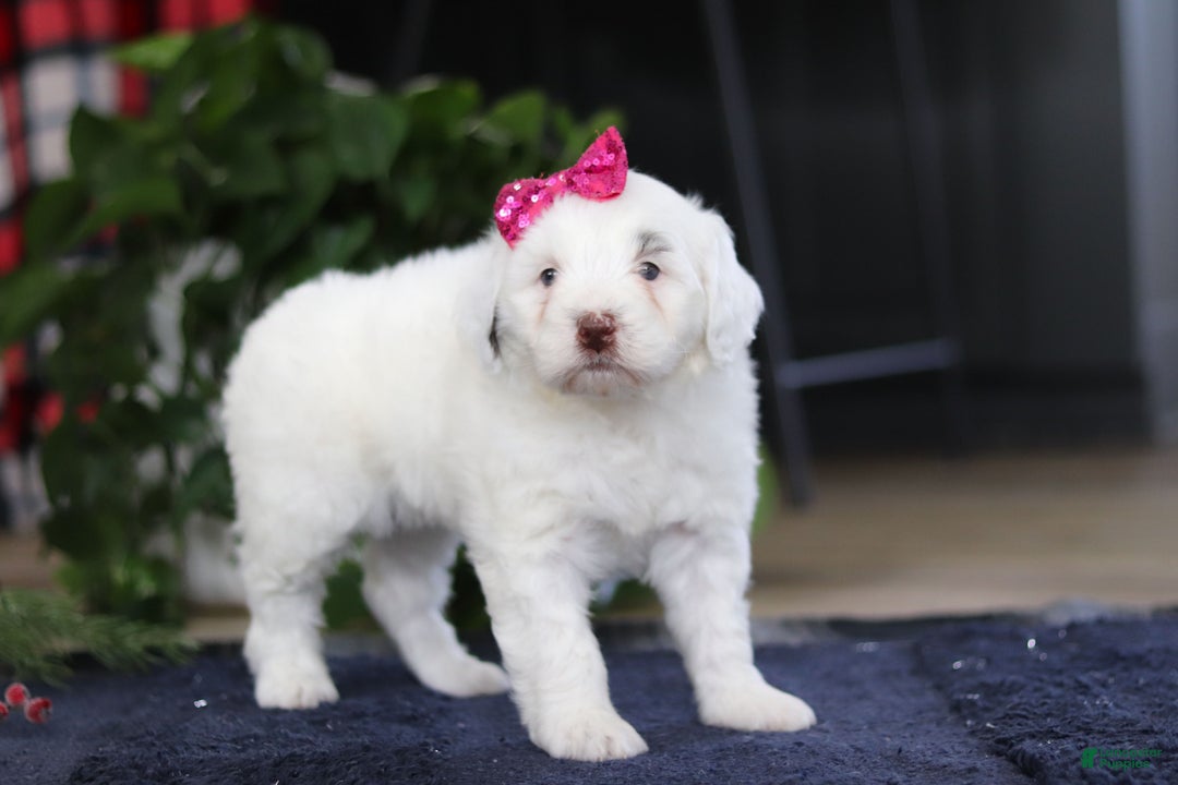 Portuguese Water Dog dogs for sale: Lucie - Ad 11