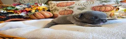 French Bulldog dogs for sale: Autumn  - Ad 6