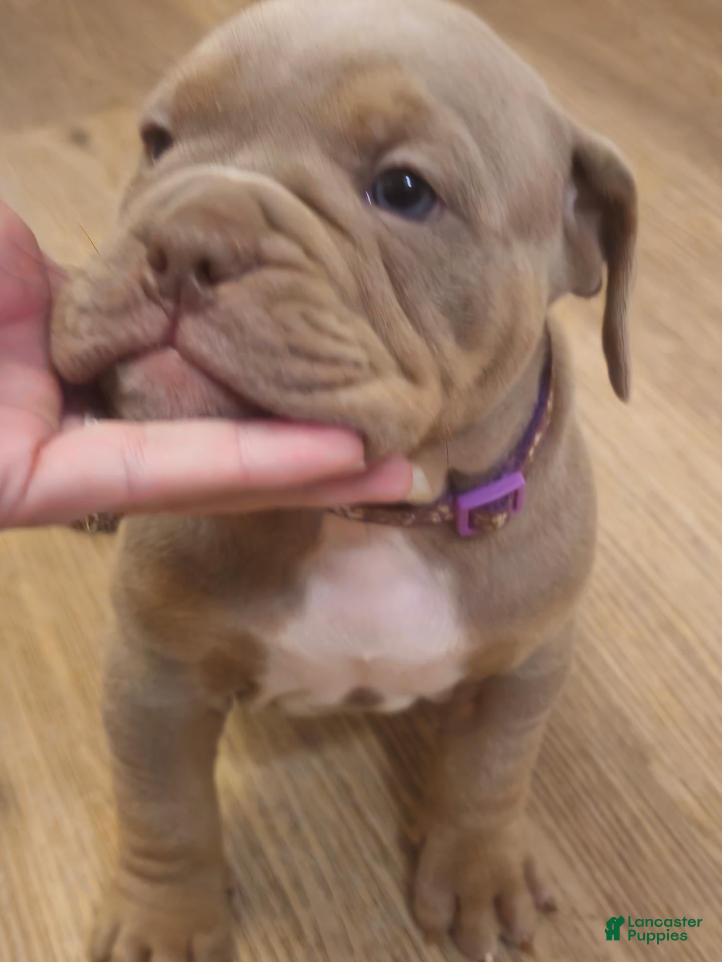 Olde English Bulldogge dogs for sale: Olde English Bulldogge 3 - Ad 18