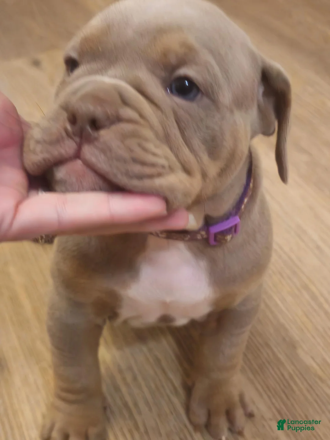 Olde English Bulldogge dogs for sale: Olde English Bulldogge 3 - Ad 1