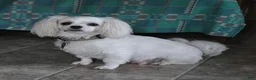 Maltese dogs for sale: Fufu - Ad 6
