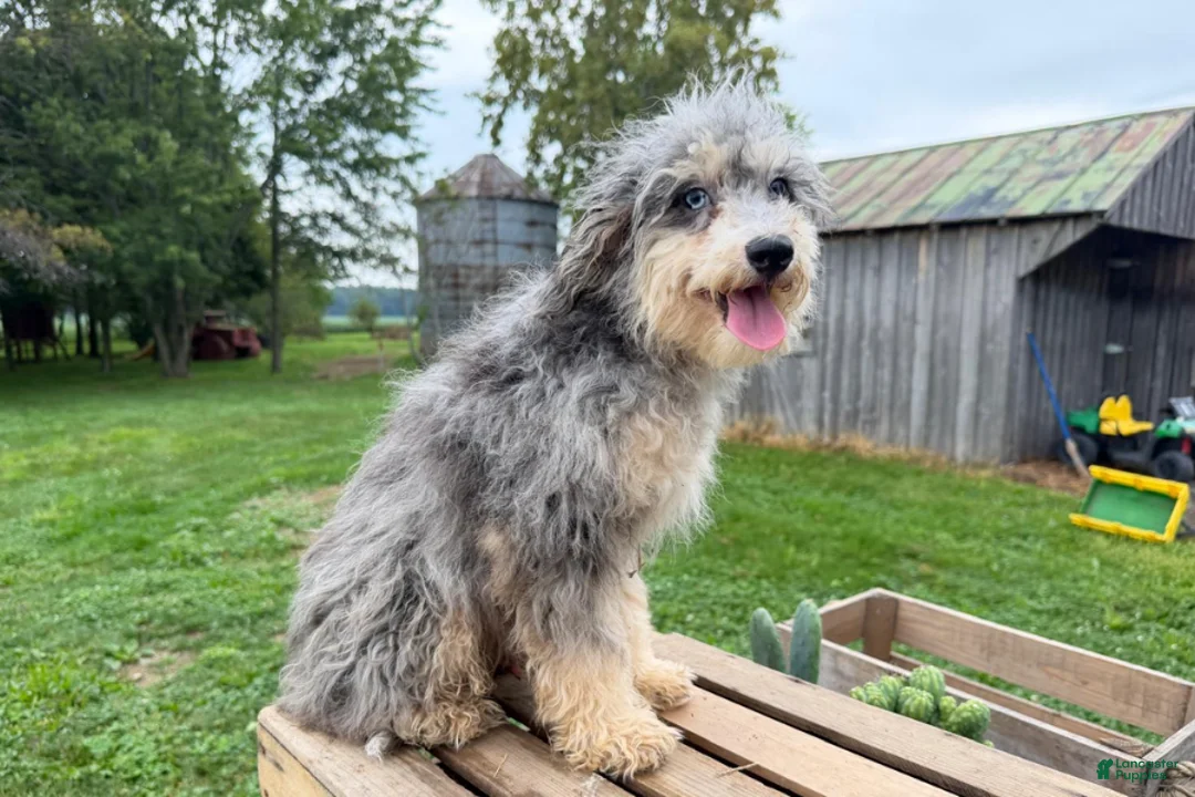 Mini Bernedoodle dogs for sale: Cheddar - Ad 2