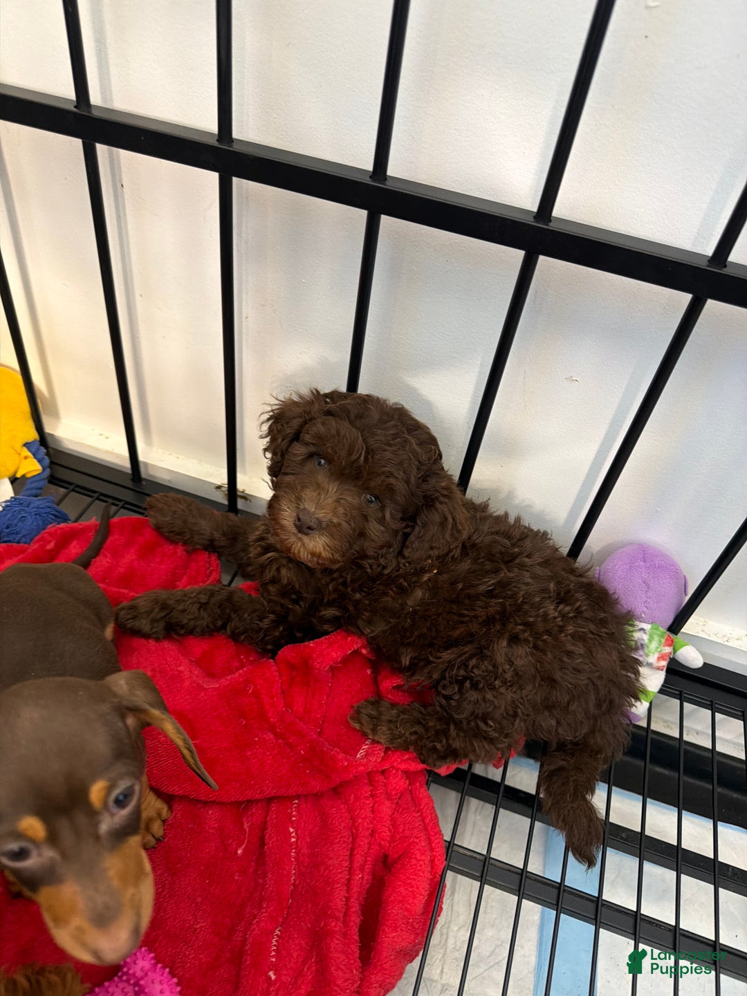 Toy Poodle dogs for sale: Brownie - Ad 2