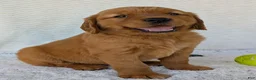 Golden Retriever dogs for sale: Miss Ruby  - Ad 6