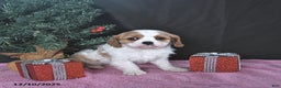 Cavalier King Charles Spaniel dogs for sale: Ava CHAMPION BLOODLINES - Ad 1
