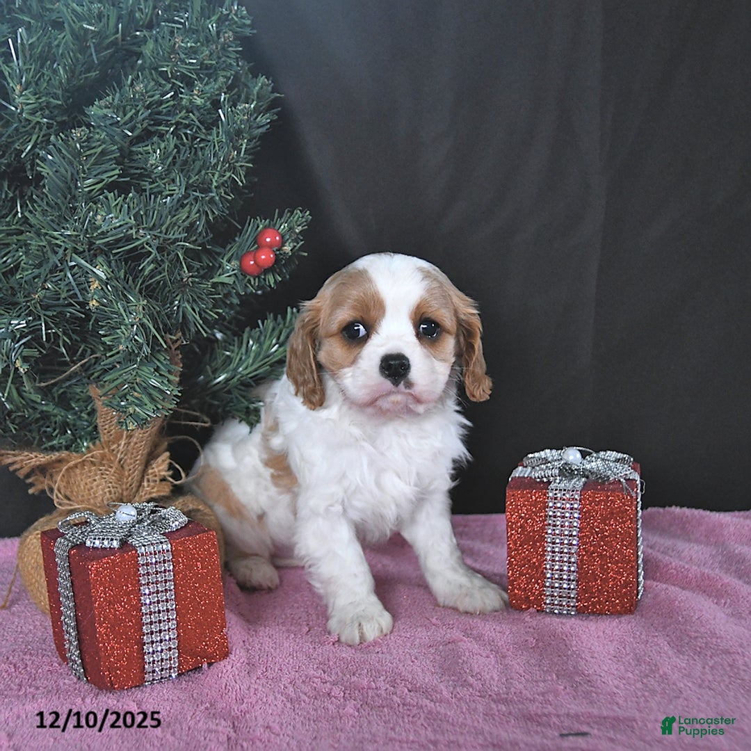 Cavalier King Charles Spaniel dogs for sale: Ava CHAMPION BLOODLINES - Ad 1