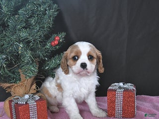 Cavalier King Charles Spaniel dogs Ava CHAMPION BLOODLINES - Ad 40