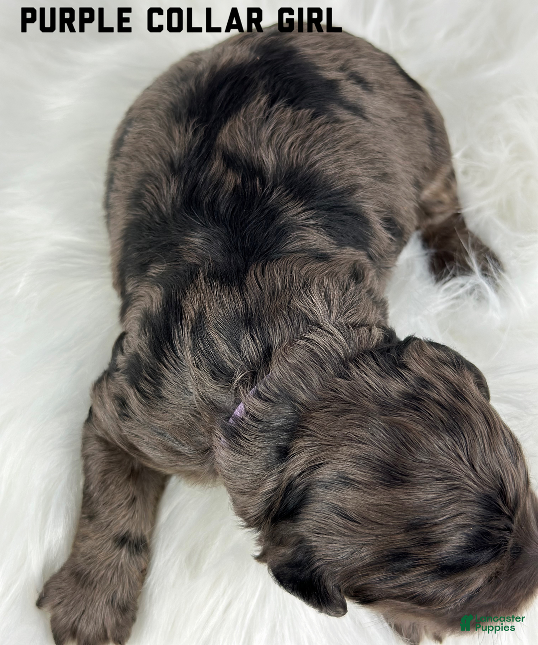 Goldendoodle dogs for sale: Goldendoodle Puppy 4 - Ad 2