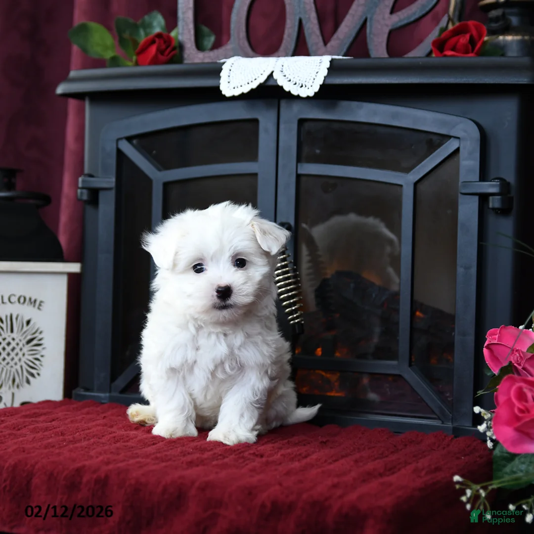Maltipoo dogs for sale: Twila - Ad 1