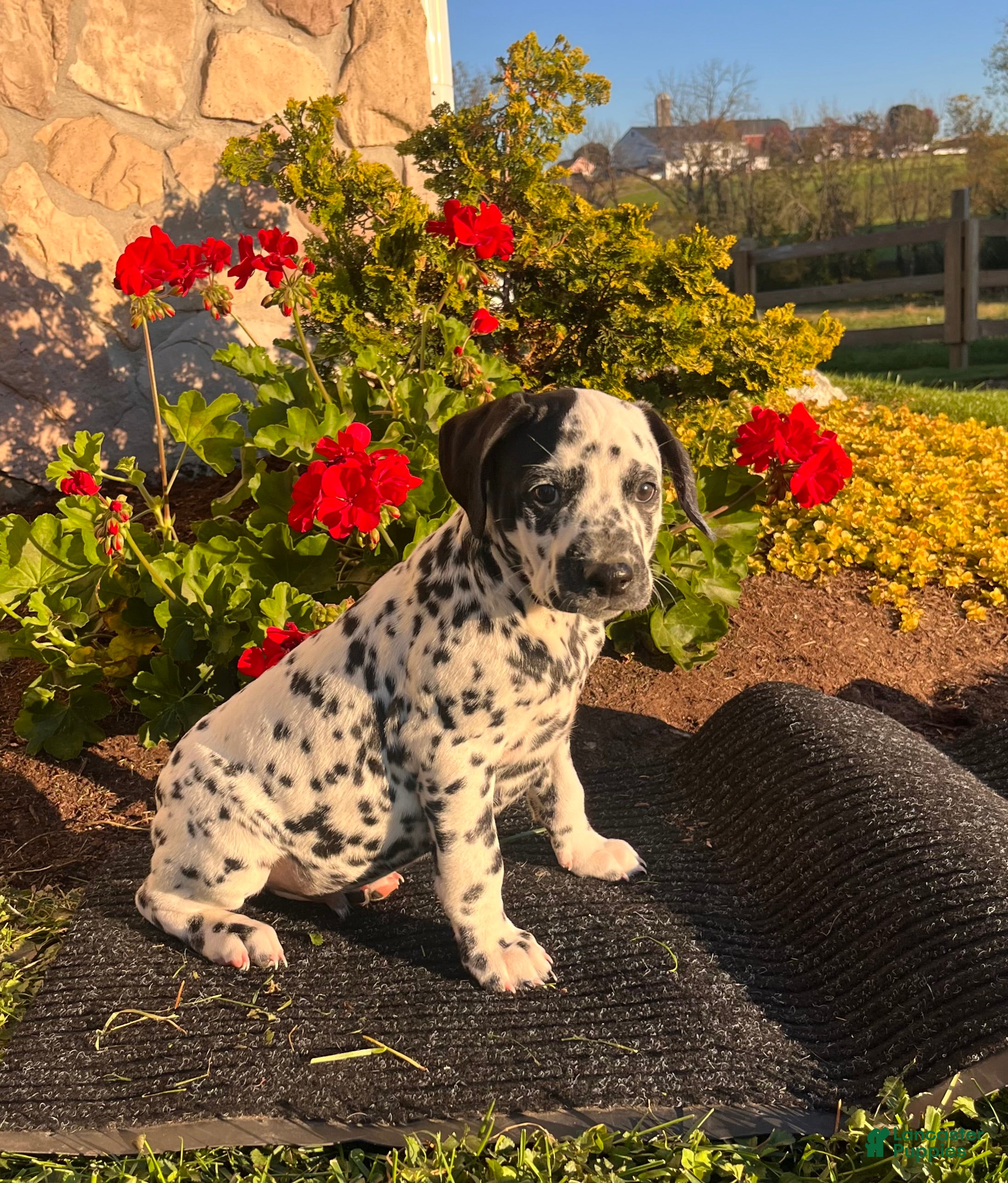 Dalmatian dogs for sale: Reily ❤️Akc Geneti Tested - Ad 1
