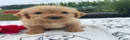 Labradoodle dogs for sale: Harry - Ad 3
