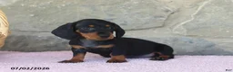 Miniature Dachshund dogs for sale: Cub - Ad 4