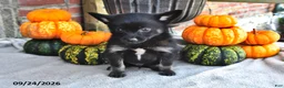 Pomsky dogs for sale: Toby - Ad 4