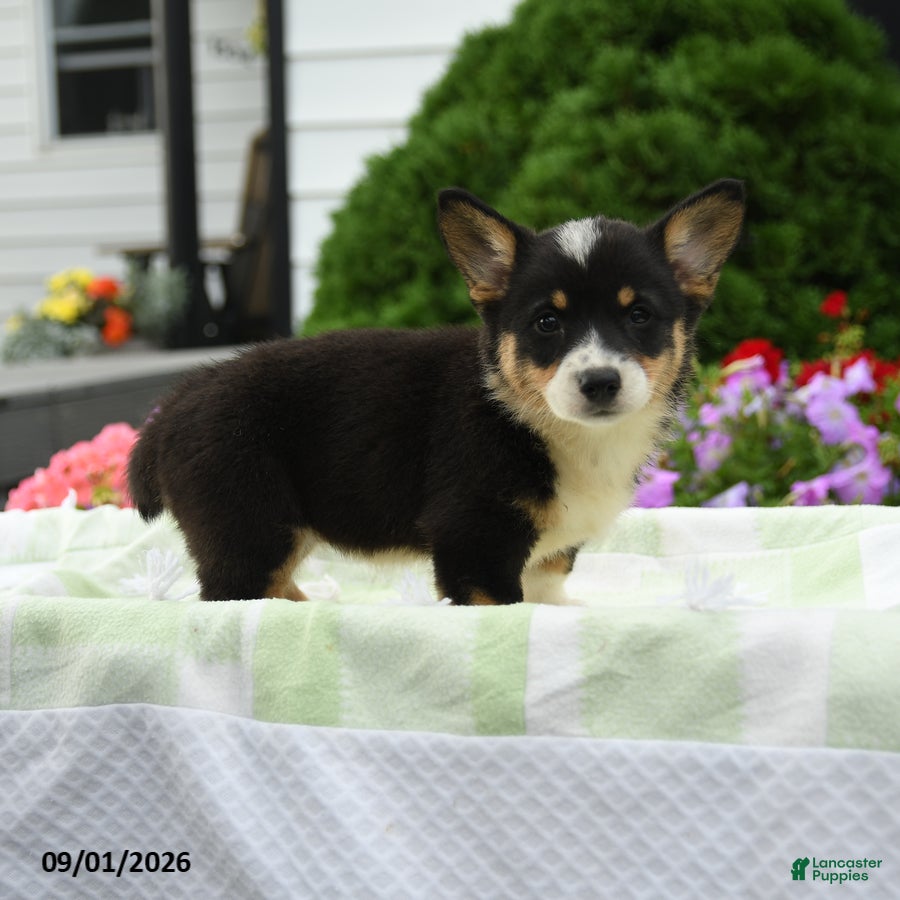 Welsh Corgi Pembroke dogs Harper - Ad 2