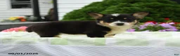 Welsh Corgi Pembroke dogs for sale: Harper - Ad 2