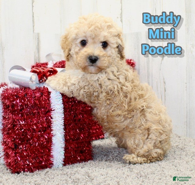 Miniature Poodle dogs Buddy - Ad 28