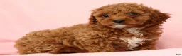 Cavapoo dogs for sale: Hendrick - Ad 8
