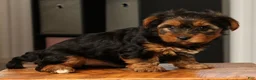 Yorkshire Terrier dogs for sale: Brandy - Ad 9