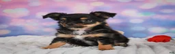 Chihuahua dogs for sale: Elvis - Ad 13