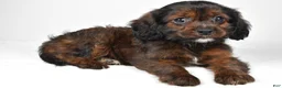 Mixed Breed dogs for sale: Arlin - Ad 8