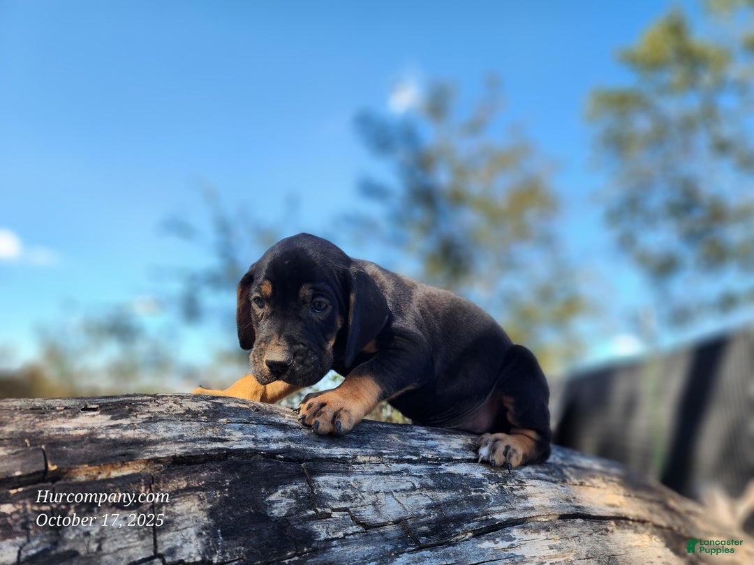 Mixed Breed dogs for sale: Fall 2025 Bloodahoula Male 1 - Ad 11