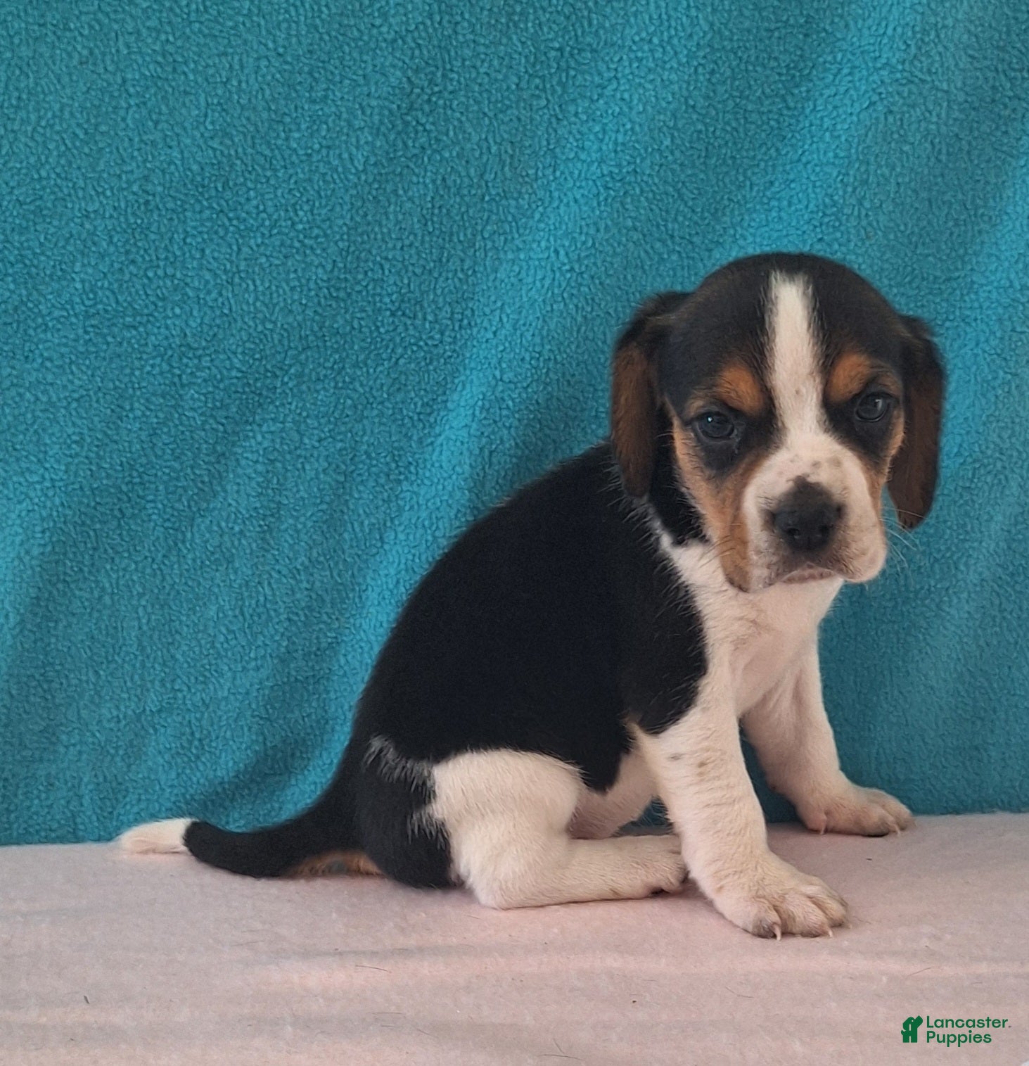 Beagle dogs debi - Ad 2